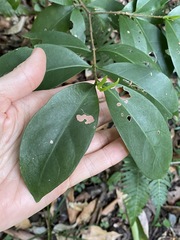 Cyclophyllum longipetalum