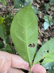 Cyclophyllum longipetalum