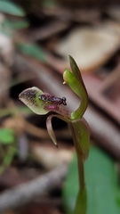 Chiloglottis formicifera