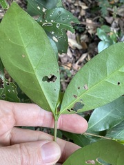 Cyclophyllum longipetalum