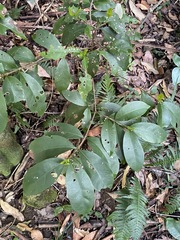 Cyclophyllum longipetalum