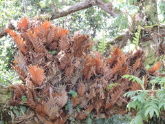 Drynaria volkensii