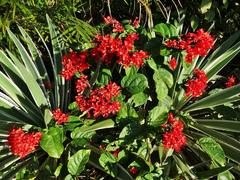 Clerodendrum splendens