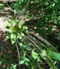 Tacca leontopetaloides