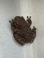 Hyla arenicolor