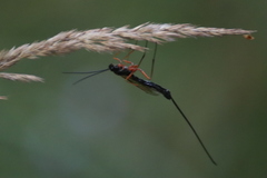 Dolichomitus imperator