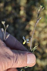 Heliophila cornuta squamata