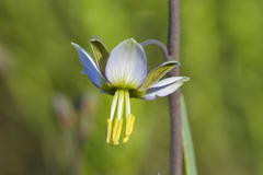 Heliophila cornuta squamata
