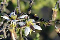 Heliophila cornuta squamata