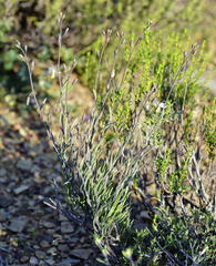 Heliophila cornuta squamata