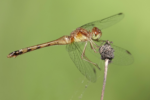 Autumn Meadowhawk, photo 2 of 9