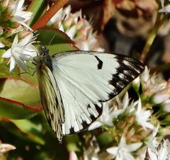 Belenois gidica abyssinica