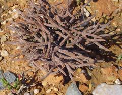 Crassula muscosa muscosa