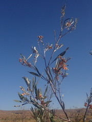Grevillea refracta refracta