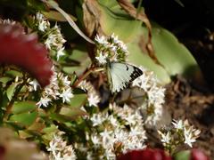 Crassula pellucida brachypetala