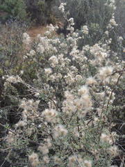 Eriocephalus brevifolius