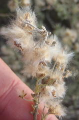 Eriocephalus brevifolius