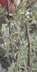 Eriocephalus brevifolius