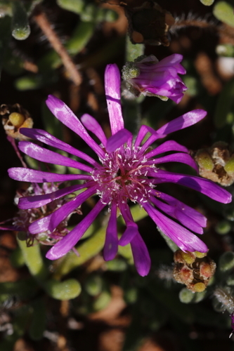 Image of Drosanthemum hispidum by (c) Karen Eichholz, some rights reserved (CC BY)