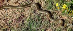 Psammophis brevirostris