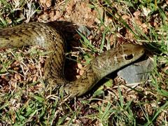 Psammophis brevirostris