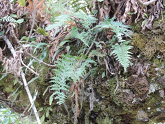 Asplenium mildbraedii