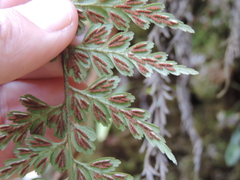 Asplenium mildbraedii