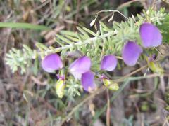 Polygala teretifolia