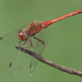 Autumn Meadowhawk - Photo (c) Cameron Eckert, some rights reserved (CC BY-NC), uploaded by Cameron Eckert