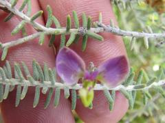 Polygala teretifolia
