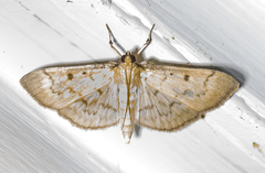 Herpetogramma fluctuosalis