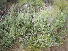 Polygala teretifolia