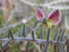 Polygala teretifolia