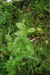 Cypripedium macranthos