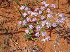 Phyllopodium cephalophorum