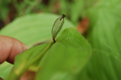 Cypripedium macranthos