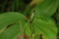 Cypripedium macranthos