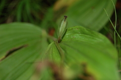 Cypripedium macranthos