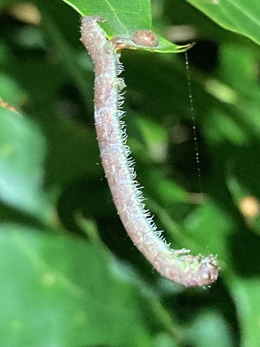 Pale Beauty, photo 5 of 10