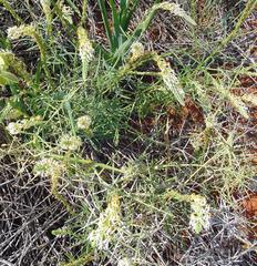 Hebenstretia parviflora