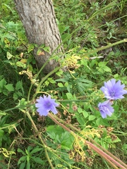 Cichorium intybus