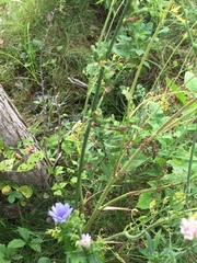 Cichorium intybus