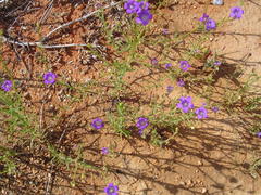 Wahlenbergia paniculata