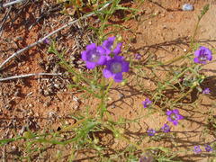 Wahlenbergia paniculata