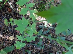 Mycelis muralis