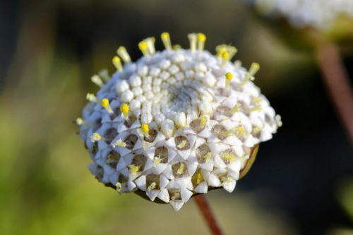 Brass Buttons (Cotula coronopifolia) · iNaturalist Canada