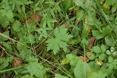 Geranium palustre