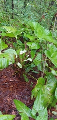 Anthurium huixtlense