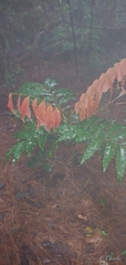 Alfaroa hondurensis