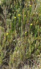 Euryops pinnatipartitus